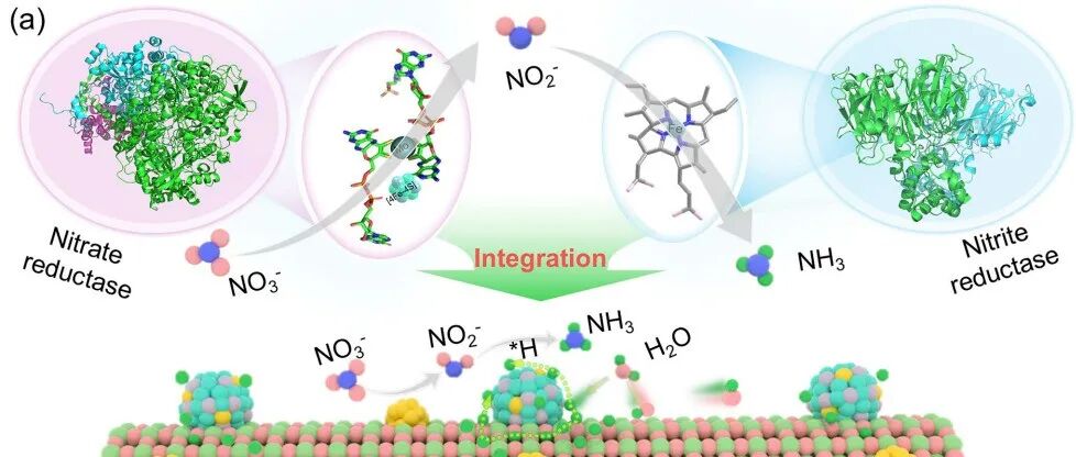 Angewandte Chemie | 酶启发的双活性中心：实现高效绿氨合成并驱动锌-硝酸盐电池