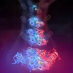 《Science》重构蛋白质相互作用的“诞生”:合成进化实验揭示天然结合界面如何从“浅滩”能景中演化出稳定、精确的“深谷”
