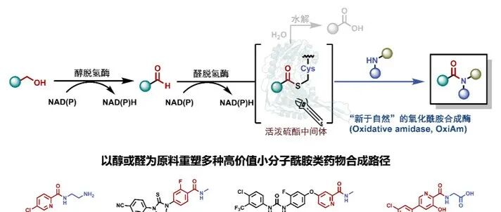 Science：北京大学雷晓光团队在酰胺类化合物生物合成与生物催化领域取得进展