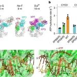Nature | 终结核苷酸切除修复核心机制的长年争论：杨薇团队揭示核苷酸切除修复的核心组装与切割序贯机制