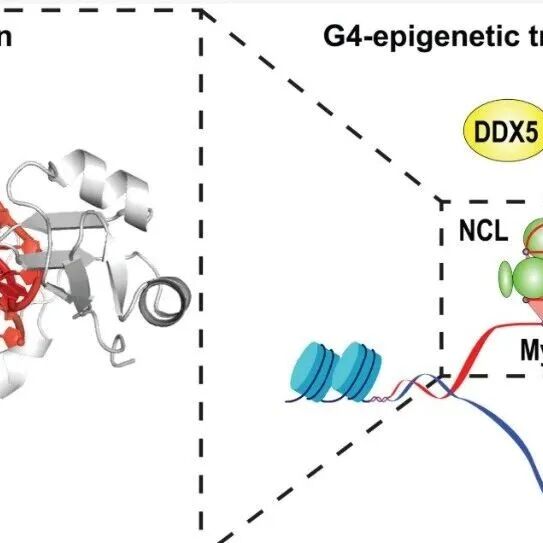 Science | 杨丹洲团队为“不可成药”靶点MYC提供新策略：核仁素-MYC G4复合物结构为开发下一代转录靶向药物奠基