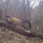 生物多样性｜秦岭主梁北坡黄喉貂的种间关联与保护