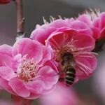 生物多样性 | 朱砂梅为何偏爱“低头”？朝下的花更受蜜蜂青睐？探究朱砂梅花朝向的生存智慧