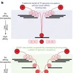 Nature | 颠覆认知！转录因子“编织”结合 DNA 的新模型：重叠低亲和力位点决定基因组占据