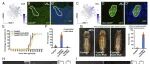 PNAS | 华南师范大学刘素宁/李胜发现昆虫“青春激素”的总开关：单细胞测序锁定SoxN-Vvl复合体为JH合成的核心指挥官