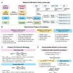 PNAS | 苏州大学李明辉团队开发预测癌症驱动突变的新引擎：可解释框架MutaPheno整合多维分子特征，实现高精度、普适性预测
