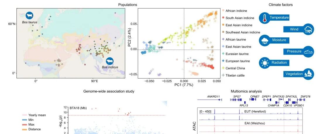 iMeta | 西北农林雷初朝组-解析世界家牛的气候适应性