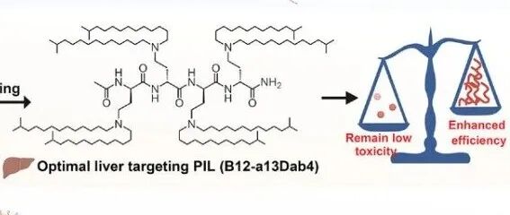 【AM】优化肽基可离子化脂质：实现高效且低毒性的 mRNA 递送新策略
