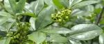 研究成果|四川花椒采收时期对使用电子鼻、电子舌和色谱法检测的四川花椒味鸡肉的影响
