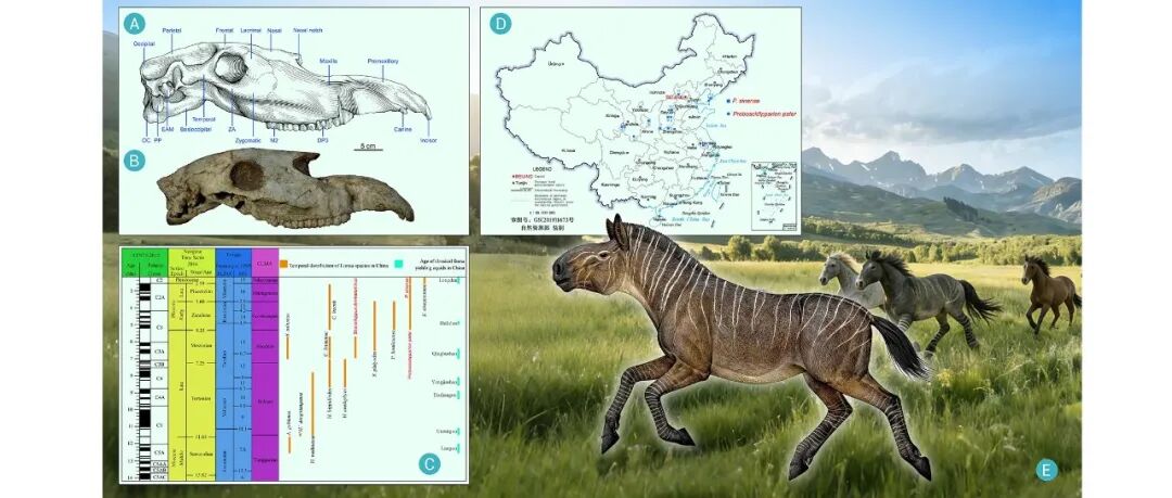 The Innovation Geoscience | 大鼻子除了不好看，一定是用来干饭？