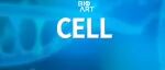 专家点评Cell | 陈奇/陈捷凯/彭广敦/刘阳/曹尚涛/裴端卿团队发现血管发育中内皮细胞的器官特异性特化过程