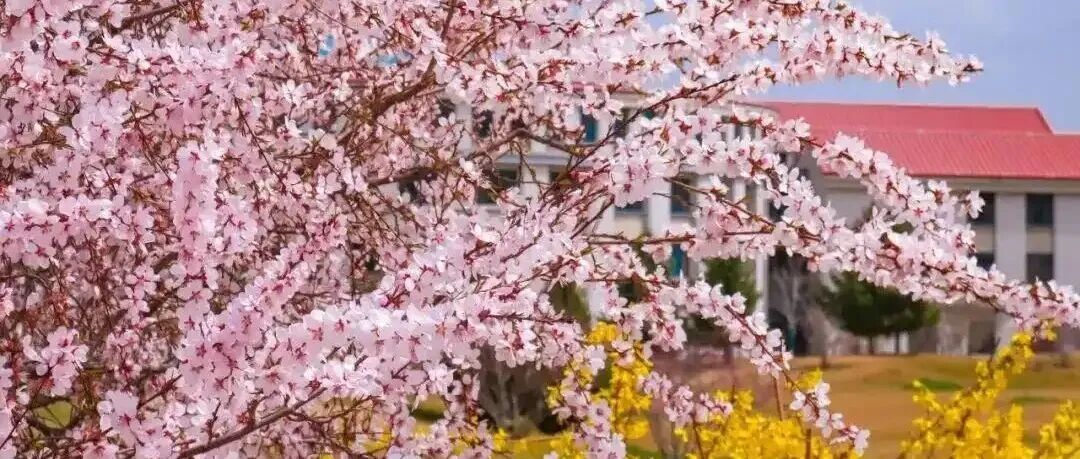 化学加、六摩尔：恭祝大家马年吉祥！一马平川！所行皆坦途！