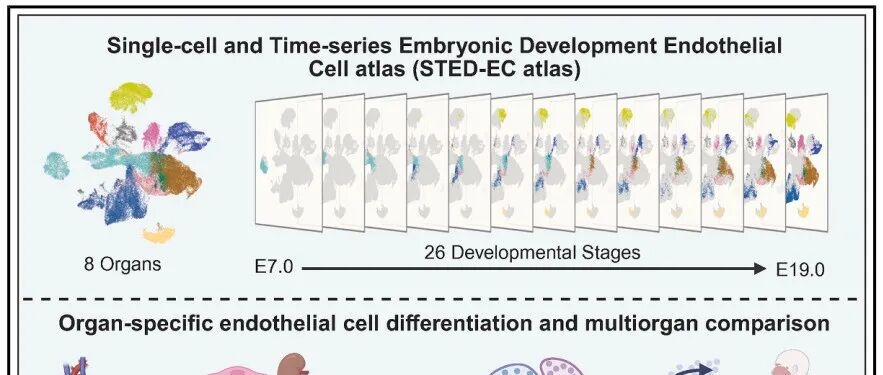 开门红：华南理工、西湖大学等重磅合作成果登Cell！