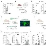 Neuron | 往哪跑，王立平等揭示骨源性激素—骨钙素作用经典奖赏中枢VTA启动逃跑反应