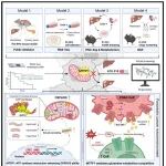 GUT | 浙江大学梁廷波/章琦表明，MTFP1驱动线粒体重编程，实现致命定植
