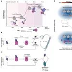 Nature | 解码细胞内“折叠工厂”的流水线：单分子数据揭示TRiC如何防止蛋白聚集并引导其走向功能态