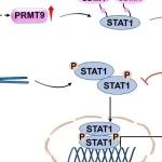 Circulation | 山东大学高成江/张猛合作揭示巨噬细胞PRMT9通过对称二甲基化抑制炎症,守护梗死心肌