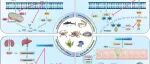 研究成果|水产生物肽在风味与代谢调控中的作用：生物化学与人工智能的融合