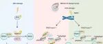 Mol Cell | 同济大学袁健等团队发现细胞的“代谢-修复”耦合开关：一个琥珀酰基团如何决定癌细胞对靶向药物的生死