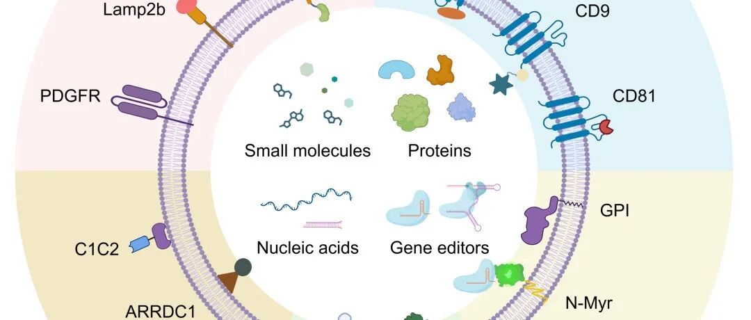 J Nanobiotechnology｜西交利物浦大学吴强团队：基于支架蛋白的细胞外囊泡生物工程化改造用于药物递送