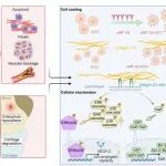 PNAS | 浙江大学王本/胡新央解锁干细胞的“定位”与“锁血”技能：工程化受体意外激活生存通路，实现跨器官修复增效