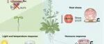 New Phytologist  综述 | 相分离：植物实现对外界信号的迅速响应的核心