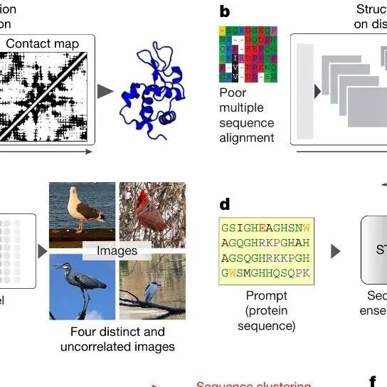 《Nature》+《Science》| 从“看见”到“设计”：新计算范式终结无序蛋白研究盲区，开启生物分子工程新时代