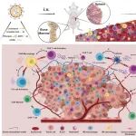 PNAS |  一针“升级”全身免疫细胞！复旦大学邱敏/钱峰实现体内“CAR化”，强力攻击多种实体癌