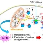 Cancer Res | 上海交通大学杨正峰等团队破解细胞器“对话”如何决定化疗成败：GPR15介导线粒体-高尔基体代谢对话，是克服肠癌耐药的关键