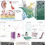 哈工大潘昀路教授团队 AFM：从“破乳”入手的肾小球仿生纳米纤维膜 - 实现微纳乳液高通量分离