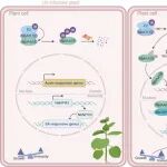 Cell Reports | 浙江大学刘树生/潘李隆团队揭示烟粉虱传双生病毒抑制植物生长与免疫的新机制