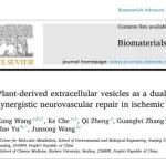Biomater Adv｜南理工汪俊松/亳州学院俞浩：川芎来源细胞外囊泡作为双功能纳米平台协同促进缺血性脑卒中神经血管修复