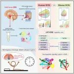 Neuron | 解码大脑的“计时中心”，严军等利用空间与单细胞图谱揭示人类视交叉上核的精细架构