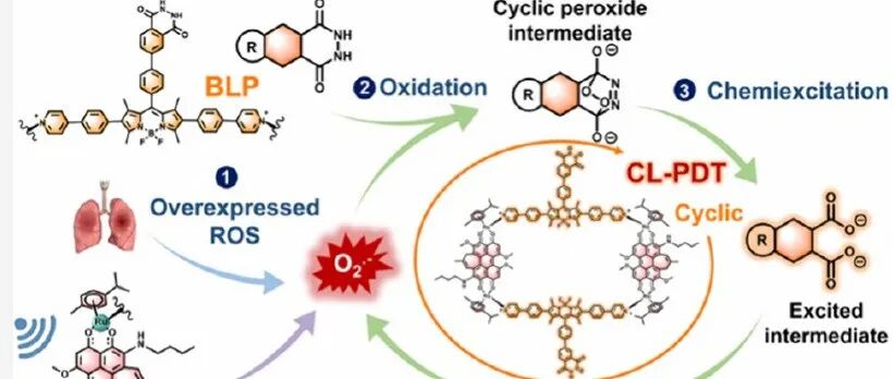 JACS u00A6 超声触发型I超分子光敏剂用于精准原位化学发光基光动力循环疗法