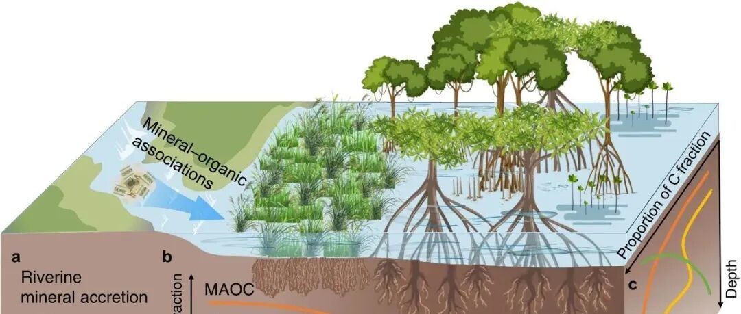 土壤碳封存丨GLOBAL CHANGE BIOL:矿物组合和微生物处理共同延长滨海湿地碳周转