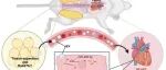 脂肪-心肌细胞对话新机制：小细胞外囊泡介导的miR-295-3p递送抑制心肌自噬并加重肥胖相关HFpEF | 阜外医院杨跃进/陈桂浩团队研究