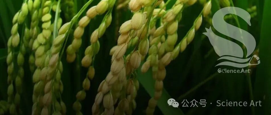 Science | 中国科学家发现一个转录因子可能使高产水稻更有效地利用氮
