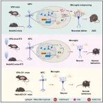 Neuron | 老药新用，浙江大学莫玮等揭示内源性逆转录病毒引起自闭症的新机制