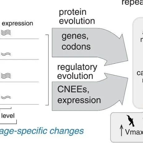天生“糖友”的生存秘籍！《Science》揭示蜂鸟、鹦鹉等如何“殊途同归”，利用MLXIPL基因驾驭高糖饮食
