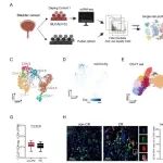 Cancer Res | 陆军军医大学团队揭示膀胱癌免疫治疗关键调控机制