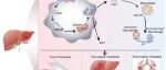 Hepatology | 复旦大学高强/杨柳晓/樊嘉锁定关键代谢酶CAD，为遏制门静脉癌栓提供双效新靶点