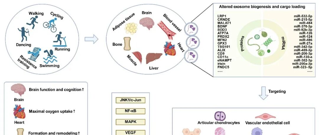 Journal of Nanobiotechnology｜沈阳体育学院张新安教授和上海交通大学医学院贺明教：运动衍生外泌体：全身健康和疾病治疗的分子介质