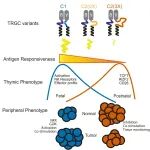 Sci Immunol | T细胞受体“恒定区”竟是功能旋钮！Cγ1/Cγ2选择决定γδ T细胞杀伤或修复命运