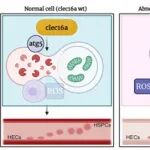 Cell子刊 | 陆嘉惠/黄河/许杨发现造血发育新枢纽：Clec16a作为E3连接酶，通过稳定ATG5调控线粒体自噬决定造血命运