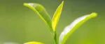 New Phytol | 中国农科院、浙江农林大学联培硕士生第一作者发表《New Phytologist》揭示赤霉素调控茶树春季芽萌发的新机制