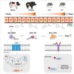 Cell Metab | 肠道菌群的"燃脂指令"：西北农林科技大学袁业现等表明菌群来源3-苯丙酸激活免疫-祖细胞轴，驱动脂肪棕色化
