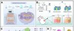 ACS Appl. Mater. Interfaces | 不同金属配位构建MOF的动力学治疗分析