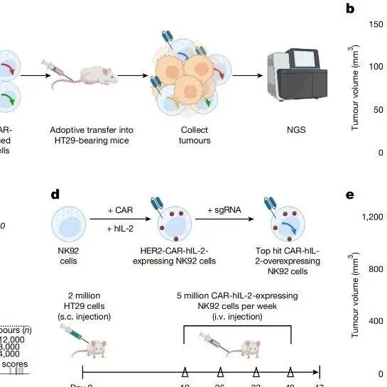Nature | 挑战实体瘤，陈斯迪/彭磊开发新型CAR-NK细胞疗法，100%小鼠肿瘤完全缓解