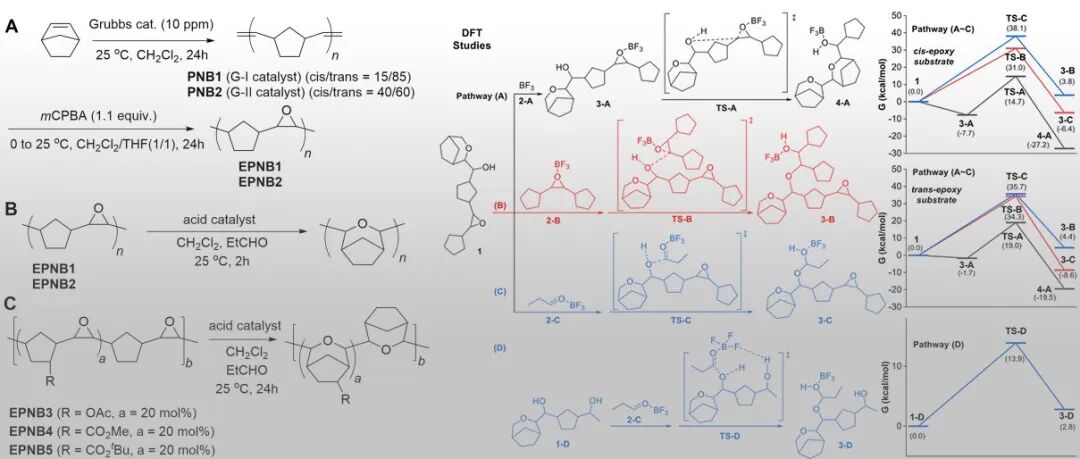 中科大陈昶乐、安大王福周/谭忱 JACS ：主链编辑策略赋能环烯烃聚合物（COPs）性能提升