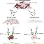 看见“隐身”的癌细胞:《Science》发布突破性研究,超敏感CAR-T成功攻克实体瘤靶点异质性难题